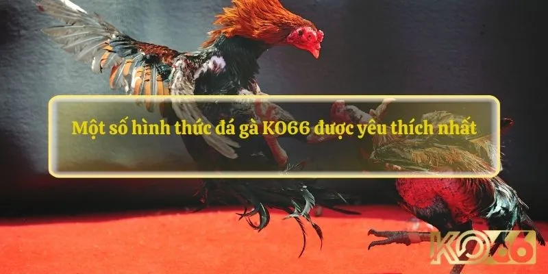 Đá Gà KO66 – Khám Phá Địa Chỉ Cá Cược Chọi Kê Đỉnh Cao